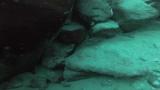 バイファスキアータス（Neolamprologus bifasciatus）の繁殖巣