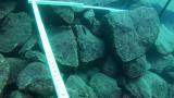 Neolamprologus buescheriの繁殖巣