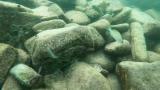 Neolamprologus pulcherの繁殖巣