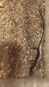 ツノトンボの捕食を試みるヒガシニホントカゲ