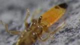 Host penetration behavior of the first-instar larva of the strepsipteran Blissoxenos esakii