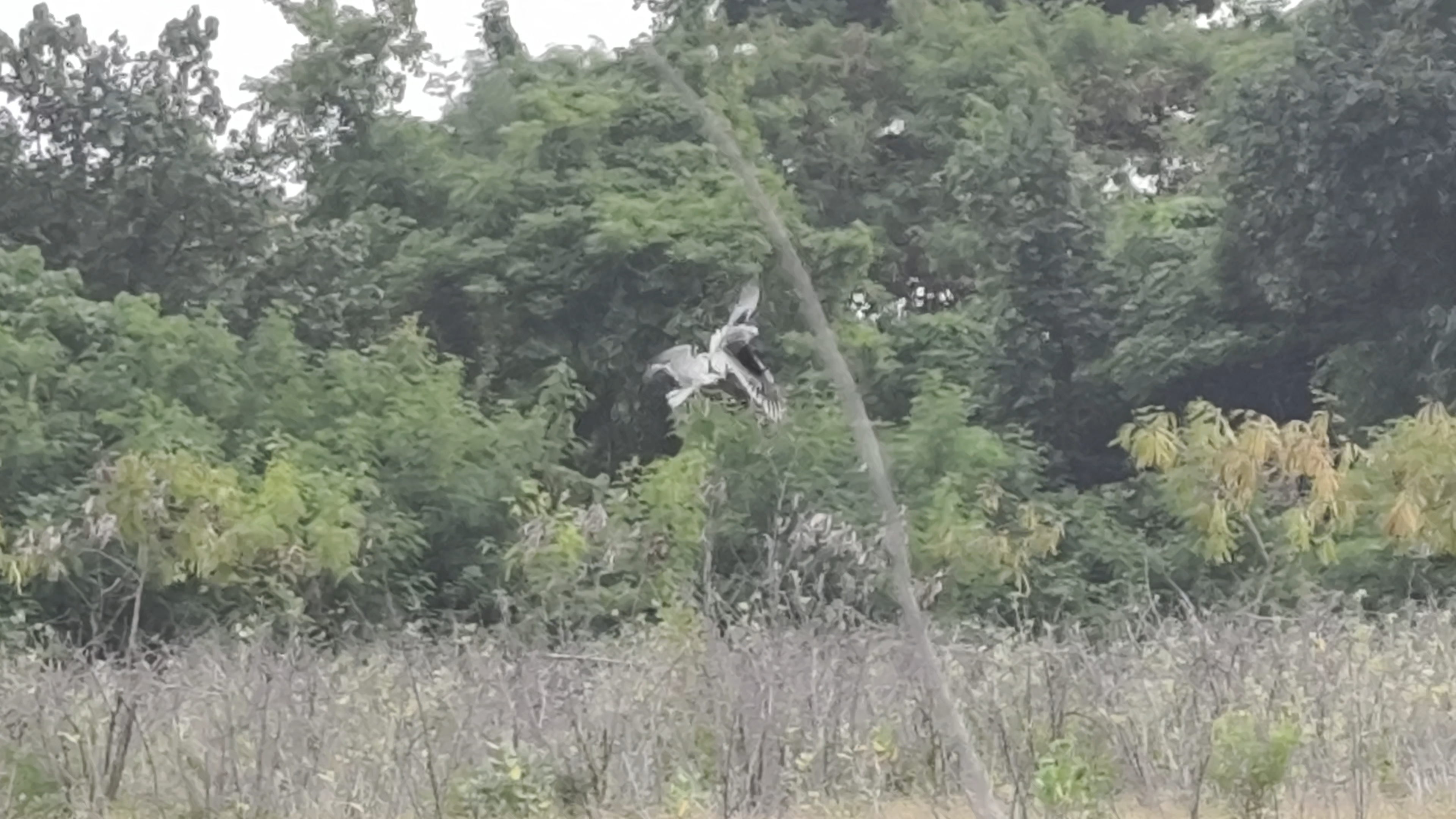 Mid-air Interaction between Elanus caeruleus hypoleucus and Elanus caeruleus vociferus