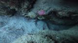 ハタタテサンカクハゼの砂かけ行動