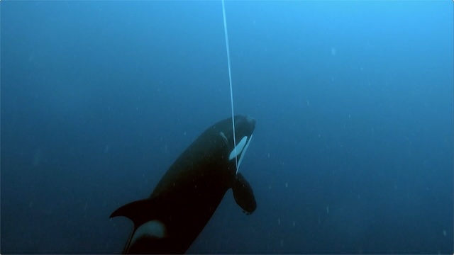 Iberian killer whales assess deep-set fishing lines to detect hooked Atlantic bluefin tuna. First video trial.