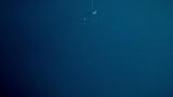 Iberian killer whales assess deep-set fishing lines to detect hooked Atlantic bluefin tuna. Second video trial.