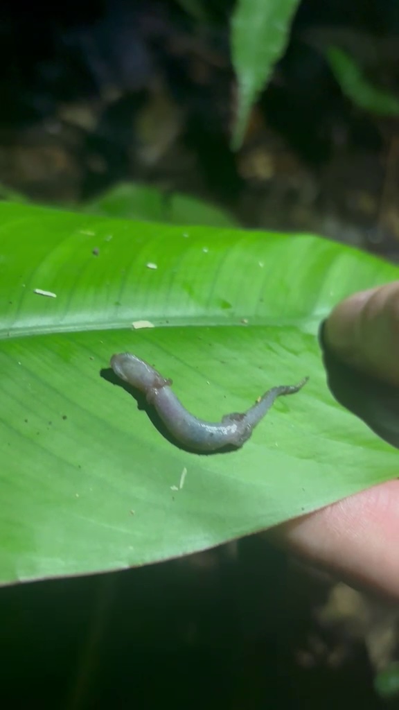Thanatosis in Bolitoglossa paraensis - May 2026