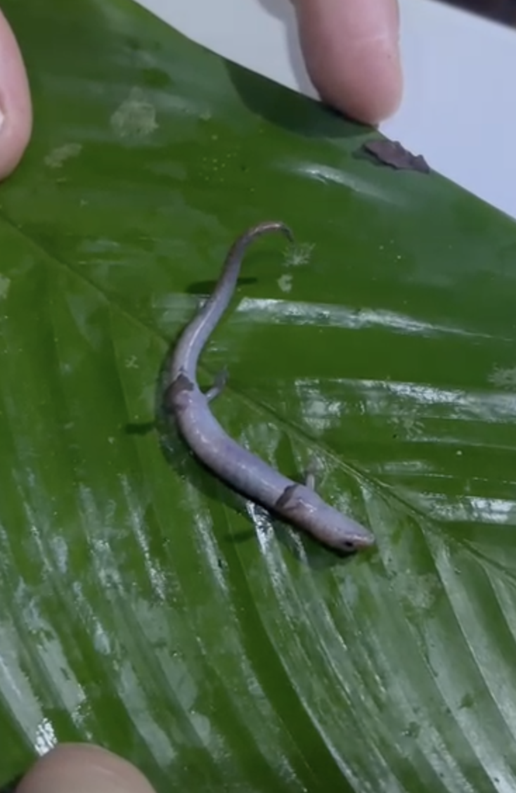 Thanatosis in Bolitoglossa paraensis (b)