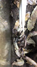 威嚇するカメルーンレッドバブーンタランチュラ1(Hysterocrates gigas)