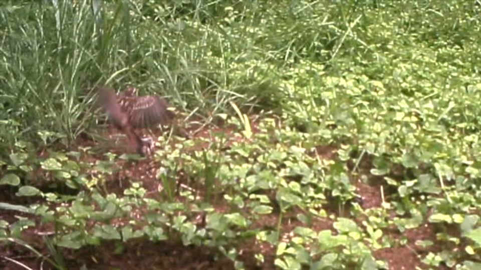 クロヤマアリ巣でのホオジロの蟻浴行動