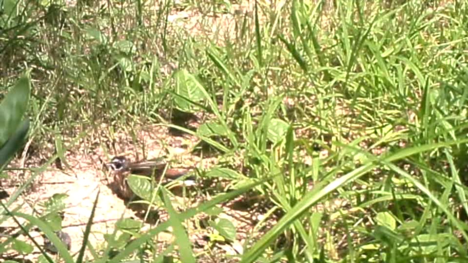 クロヤマアリ巣近辺でのホオジロの日光浴行動