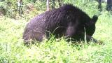 ツキノワグマによるクロヤマアリの捕食