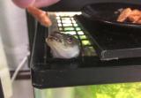 飼育下におけるニホンウナギの陸上摂餌（空中のエビを食べる）