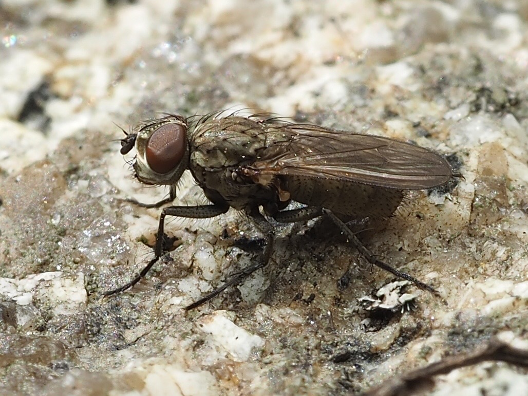 ヒゲナガコハナバチの巣の前で待ち伏せし、侵入するハナバエ科Leucophora unistriataメス